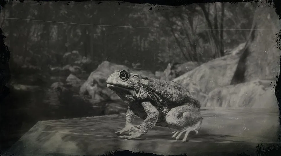Western Toad - RDR2 Animals | Map Location & Where To Find Western Toad - RDR2 Animals | Map Location & Where To Find