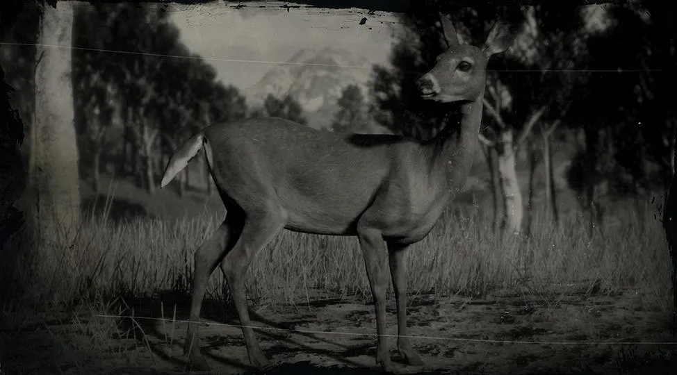 Whitetail Deer - RDR2 Animal