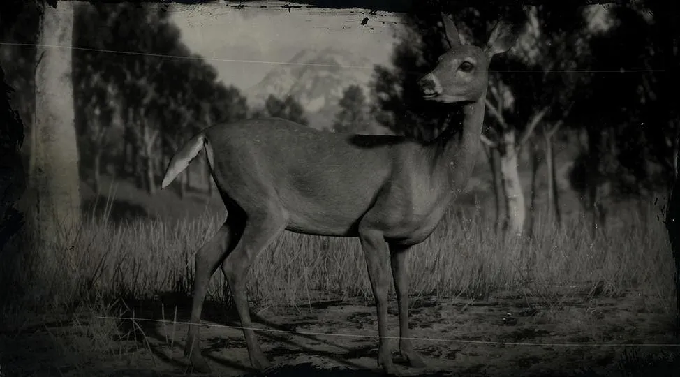 Whitetail Deer - RDR2 Animal Whitetail Deer - RDR2 Animal