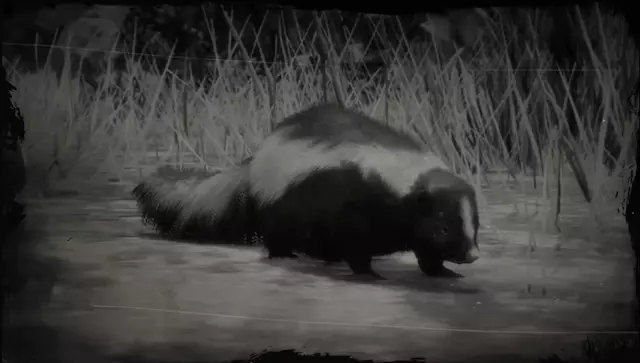 red dead redemption 2 skunk
