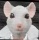 dgMiice