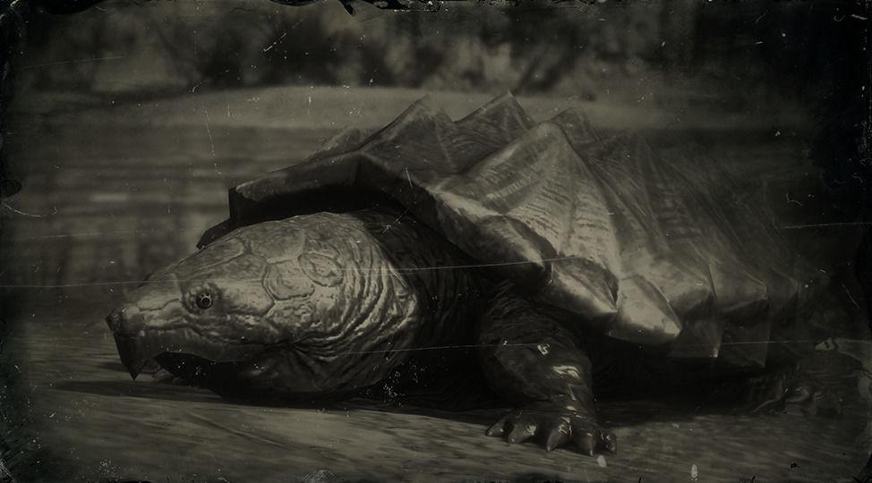 Alligator Snapping Turtle - RDR2 Animal Alligator Snapping Turtle - RDR2 Animal