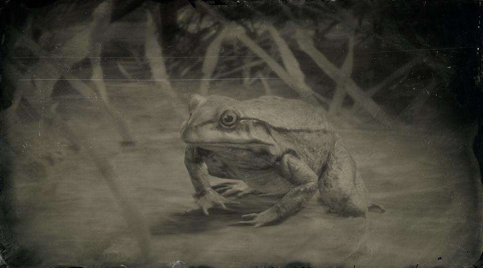 American Bullfrog - RDR2 Animal American Bullfrog - RDR2 Animal