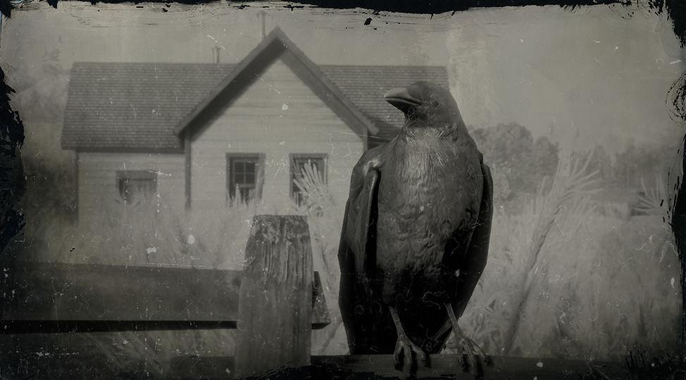 American Crow - RDR2 Animal American Crow - RDR2 Animal