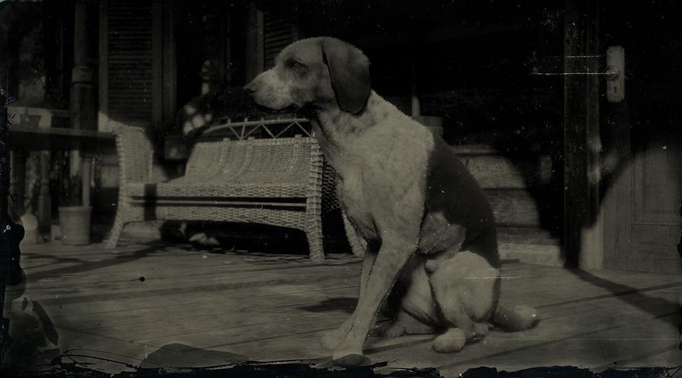 American Fox Hound - RDR2 Animal American Fox Hound - RDR2 Animal