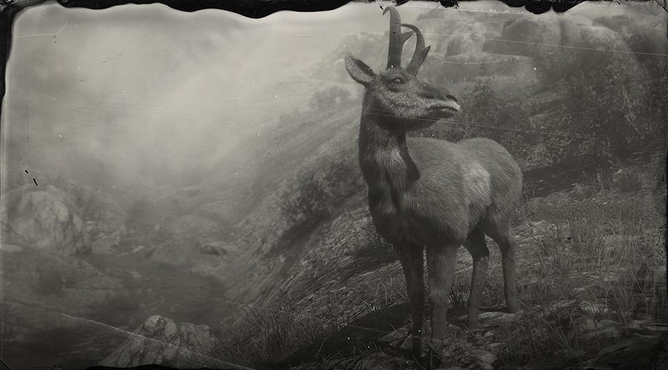 American Pronghorn Buck - RDR2 Animals | Map Location & Where To Find American Pronghorn Buck - RDR2 Animals | Map Location & Where To Find