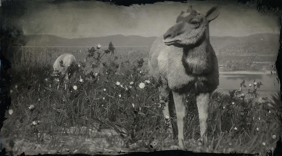 American Pronghorn Doe - RDR2 Animals | Map Location & Where To Find American Pronghorn Doe - RDR2 Animals | Map Location & Where To Find