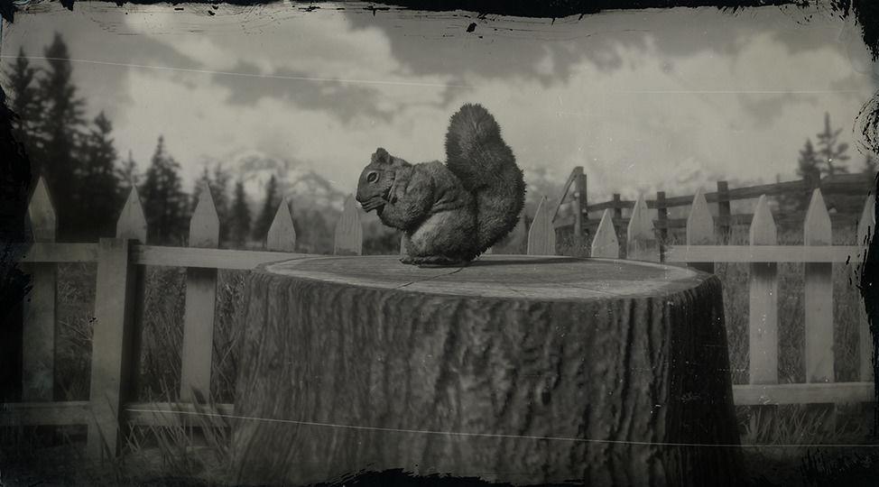 American Red Squirrel - RDR2 Animal American Red Squirrel - RDR2 Animal