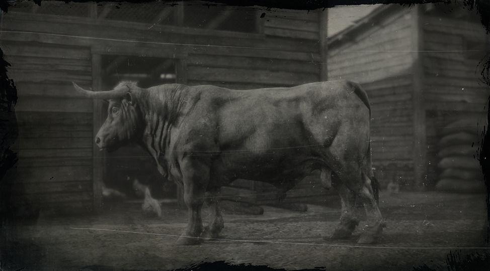 Angus Bull - RDR2 Animal Angus Bull - RDR2 Animal