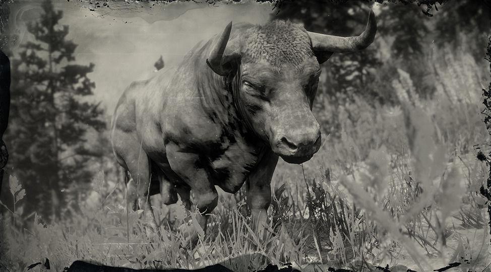 Angus Ox - RDR2 Animal