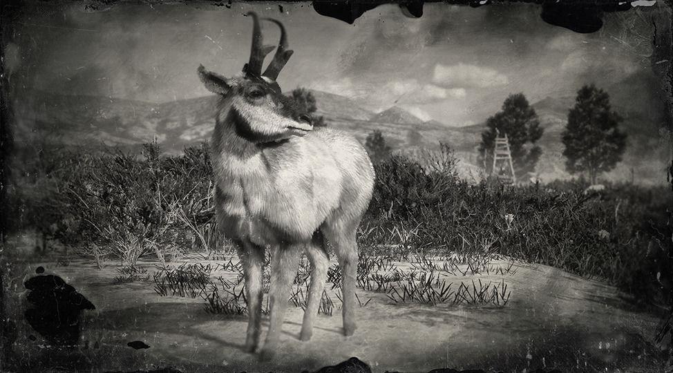 Baja California Pronghorn Buck - RDR2 Animal Baja California Pronghorn Buck - RDR2 Animal