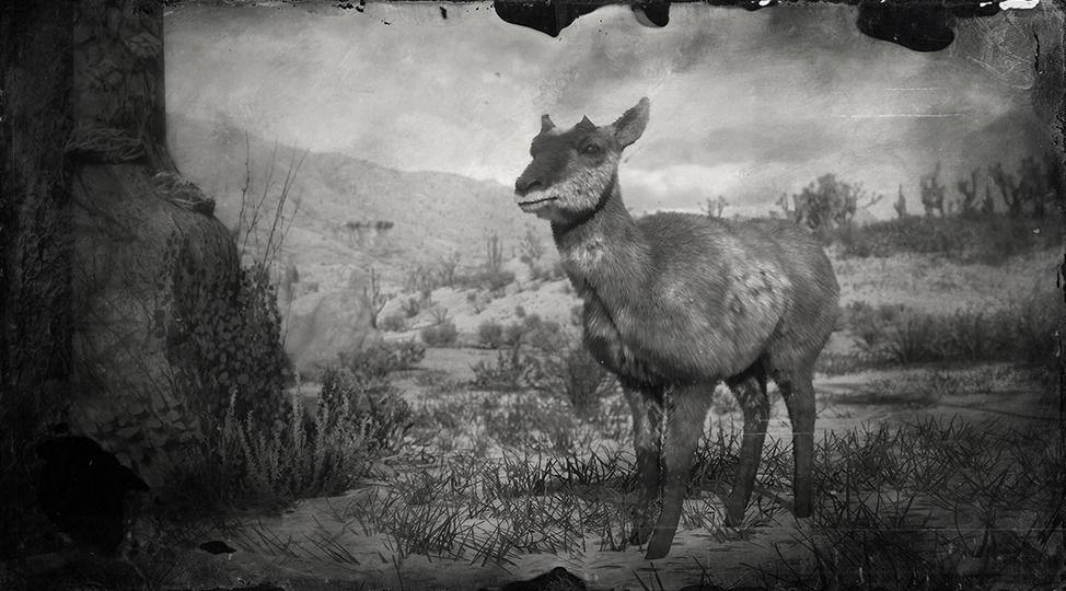 Baja California Pronghorn Doe - RDR2 Animal Baja California Pronghorn Doe - RDR2 Animal
