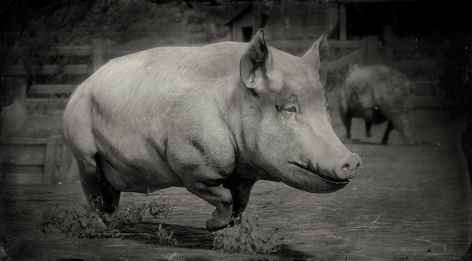 Big China Pig - RDR2 Animal