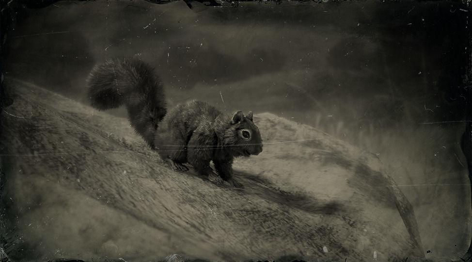 Black Squirrel - RDR2 Animal Black Squirrel - RDR2 Animal
