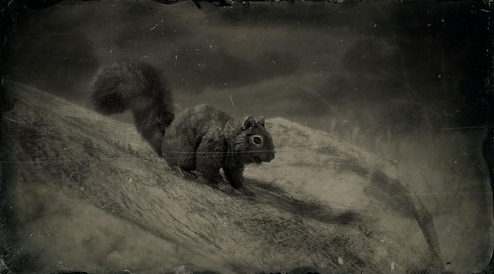 Black Squirrel - RDR2 Animal