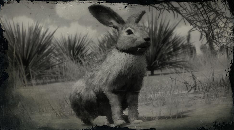 Black-tailed Jackrabbit - RDR2 Animal Black-tailed Jackrabbit - RDR2 Animal