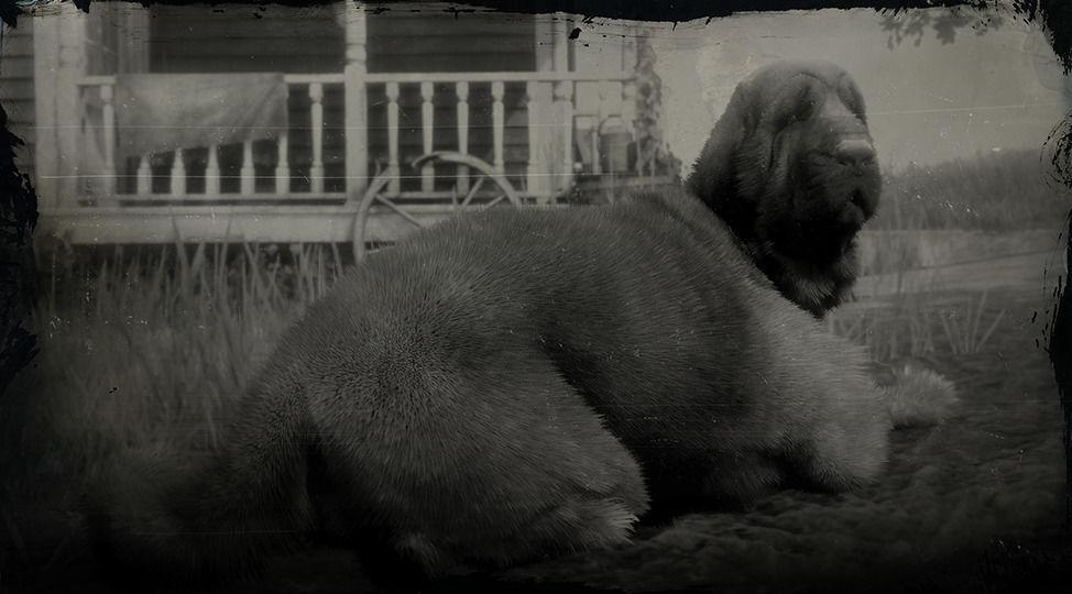 Bloodhound - RDR2 Animal Bloodhound - RDR2 Animal