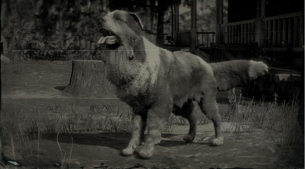 Border Collie - RDR2 Animals | Map Location & Where To Find Border Collie - RDR2 Animals | Map Location & Where To Find