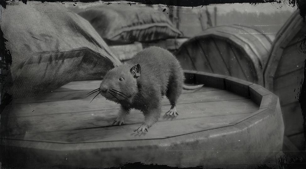 Brown Rat - RDR2 Animal Brown Rat - RDR2 Animal