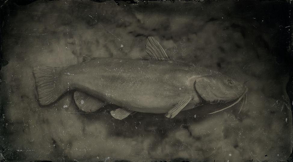 Bullhead Catfish - RDR2 Animal