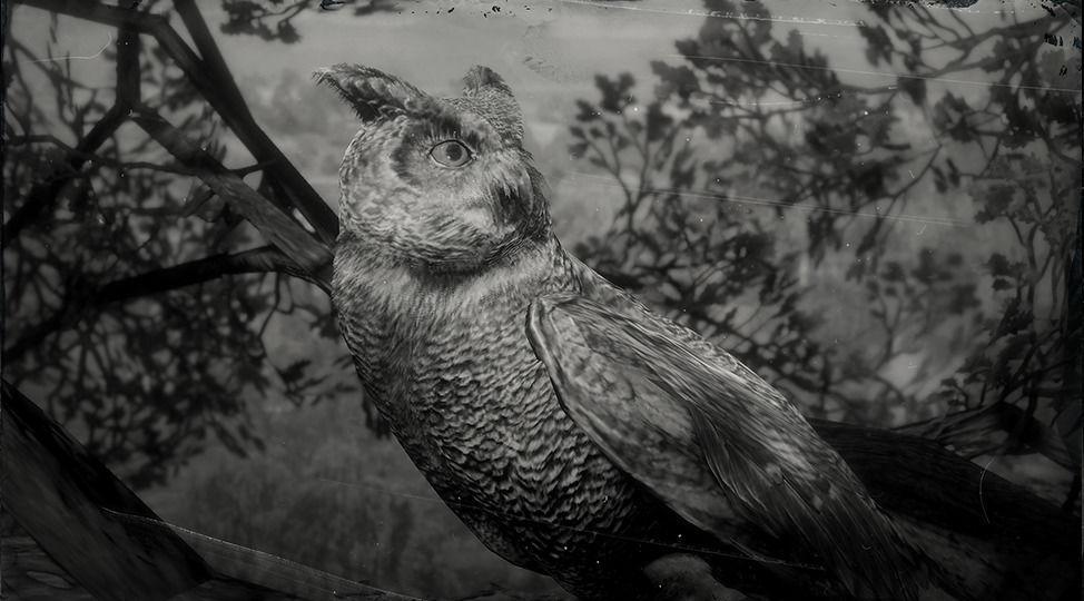 Gør gulvet rent Bane chauffør Californian Horned Owl | RDR2 Animals | Map Location & Where To Find