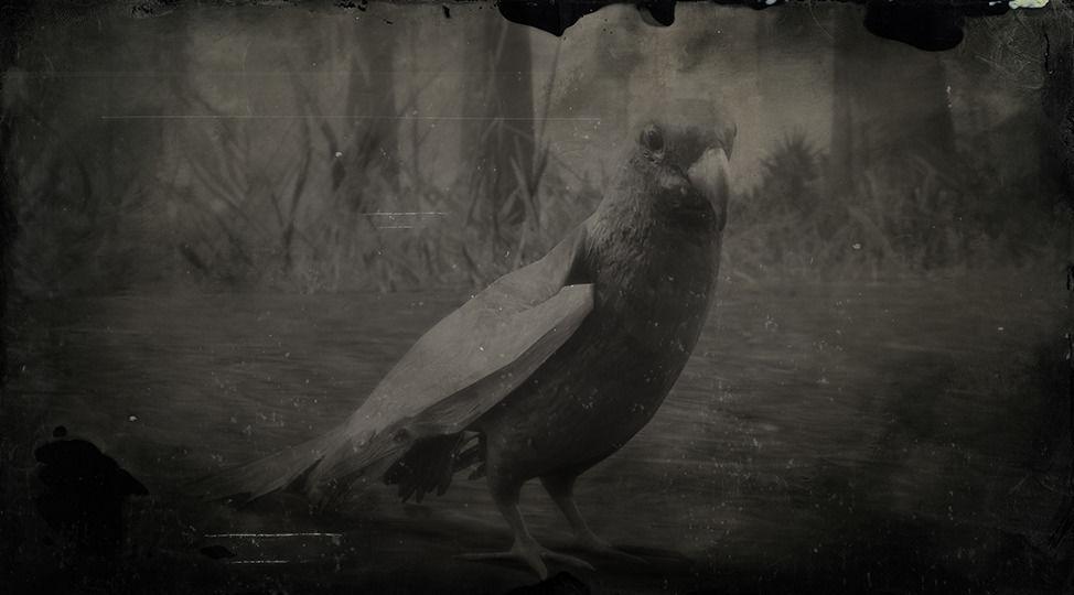 Carolina Parakeet - RDR2 Animal Carolina Parakeet - RDR2 Animal