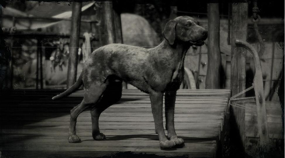 Catahoula Cur - RDR2 Animal Catahoula Cur - RDR2 Animal