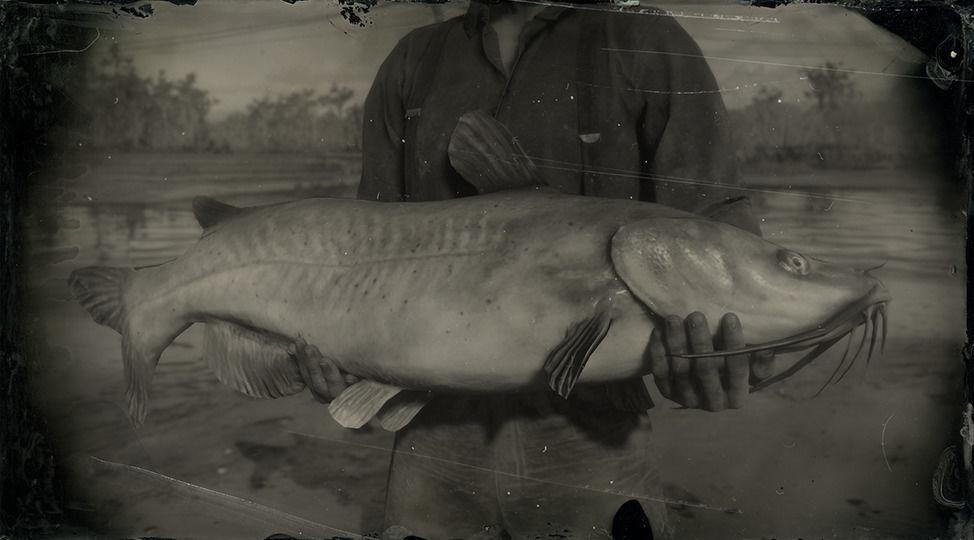 Legendary Channel Catfish - RDR2 Animal