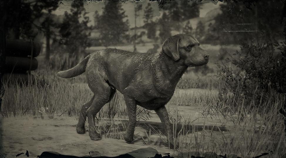 Chesapeake Bay Retriever - RDR2 Animals | Map Location & Where To Find Chesapeake Bay Retriever - RDR2 Animals | Map Location & Where To Find