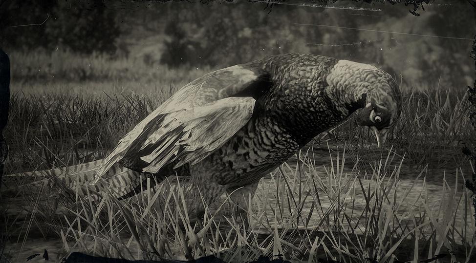 Chinese Ring-necked Pheasant - RDR2 Animal