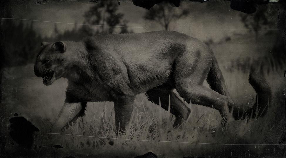 Cougar RDR2 Animals Map Location Where To Find