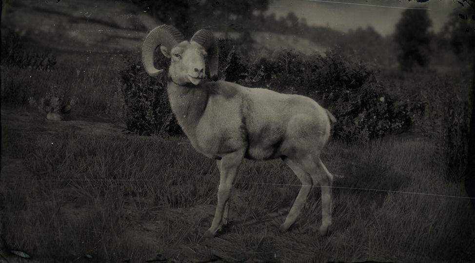 Desert Bighorn Ram - RDR2 Animal