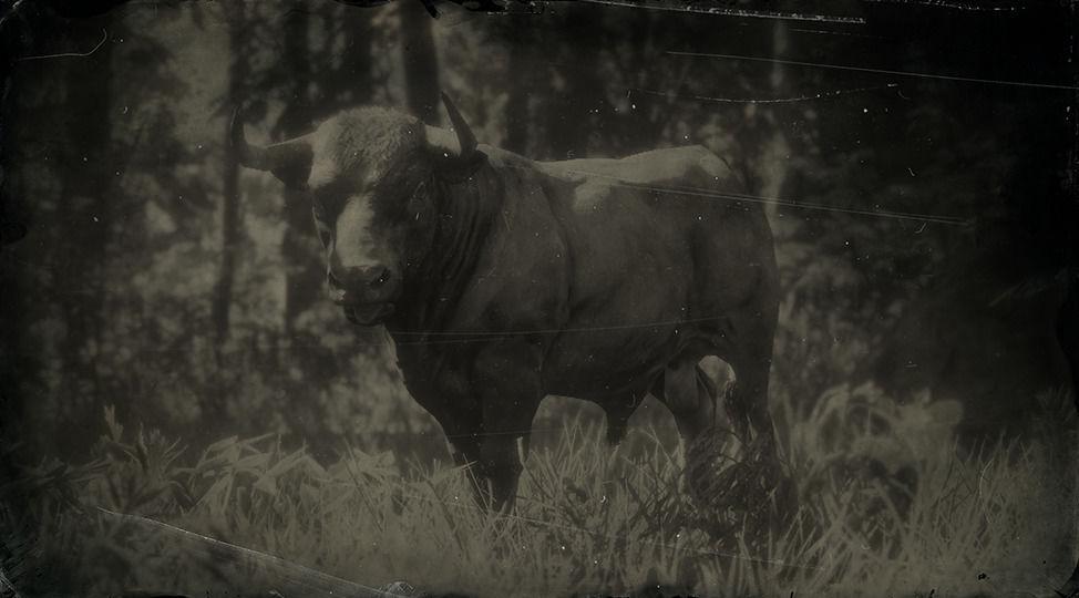 Devon Bull - RDR2 Animal Devon Bull - RDR2 Animal