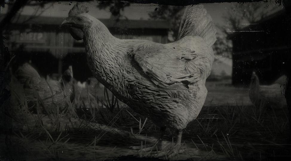 Dominique Chicken - RDR2 Animal