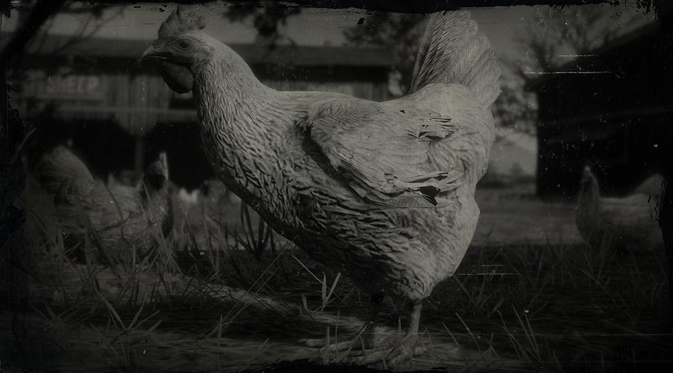 Dominique Chicken - RDR2 Animal Dominique Chicken - RDR2 Animal