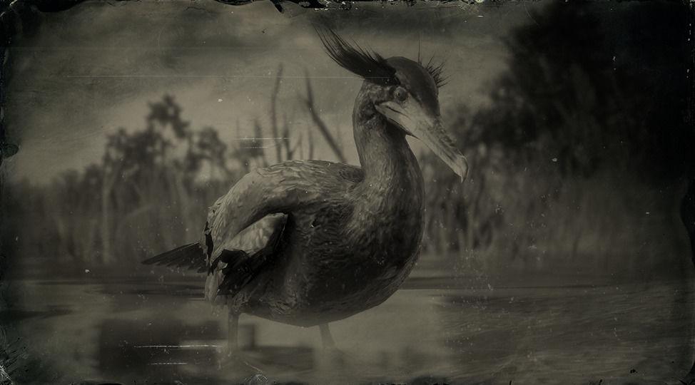 Double-crested Cormorant - RDR2 Animal Double-crested Cormorant - RDR2 Animal