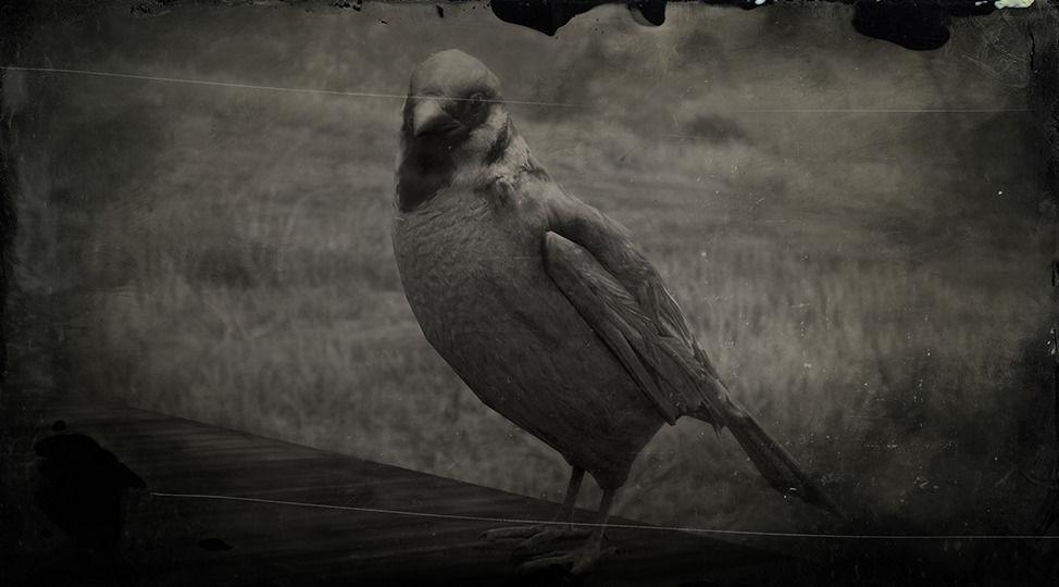 Eurasian Tree Sparrow - RDR2 Animal