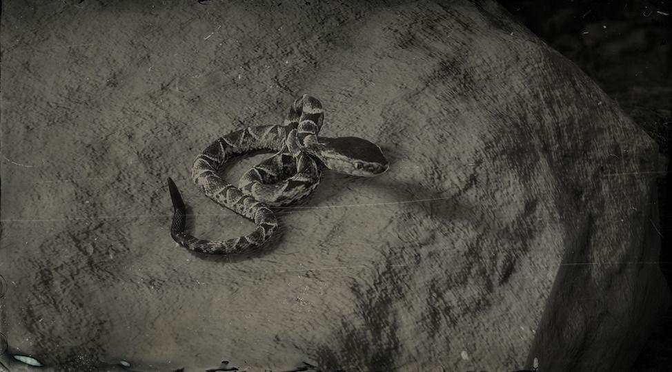 Fer-de-Lance Snake - RDR2 Animal