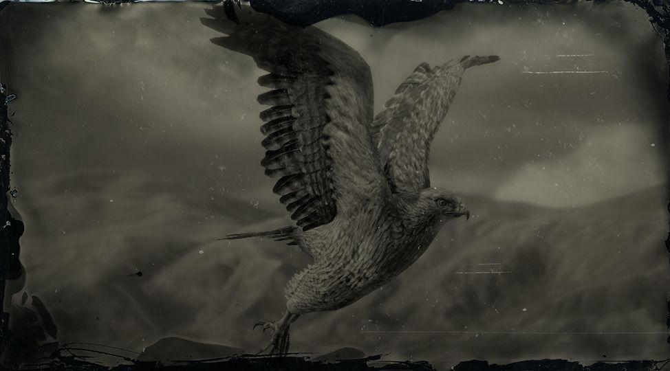 Ferruginous Hawk - RDR2 Animal