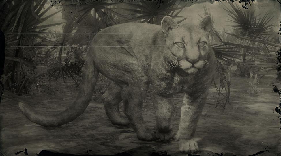 Panther RDR2 Animals | Map Location & Where To Find