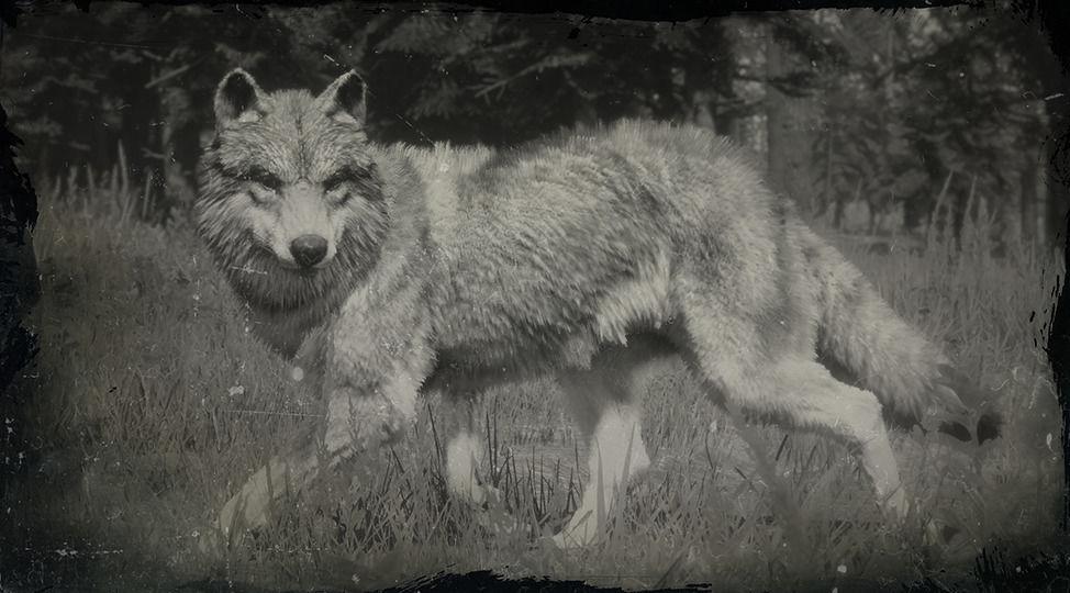 Gray Wolf - RDR2 Animal Gray Wolf - RDR2 Animal