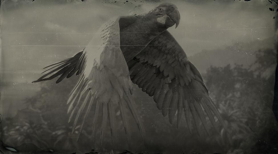 Great green Macaw - RDR2 Animal Great green Macaw - RDR2 Animal
