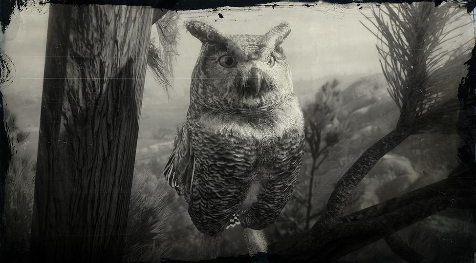Great Horned Owl - RDR2 Animal
