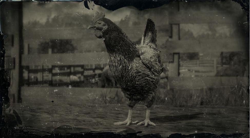 Java Chicken - RDR2 Animal Java Chicken - RDR2 Animal
