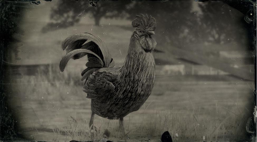 Java Rooster - RDR2 Animal