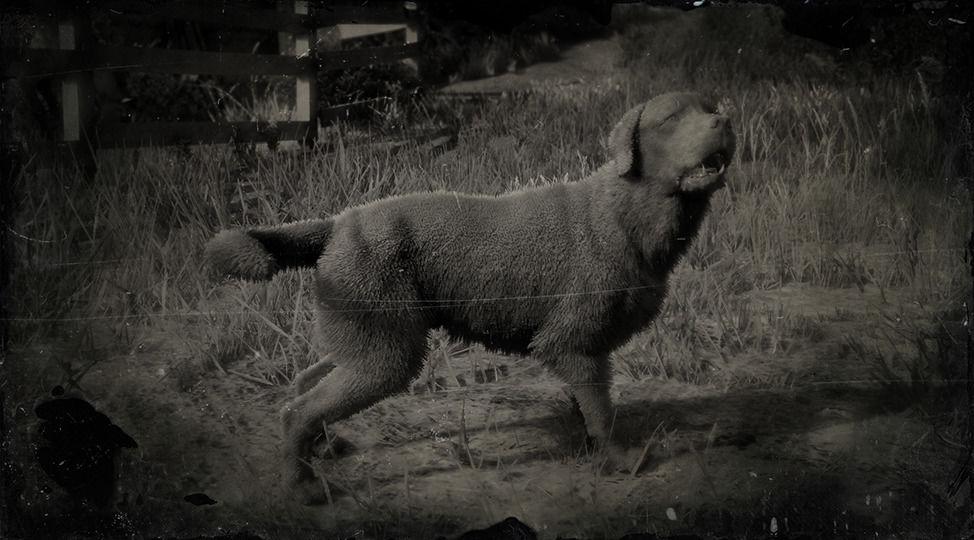 Labrador Retriever - RDR2 Animals | Map Location & Where To Find Labrador Retriever - RDR2 Animals | Map Location & Where To Find