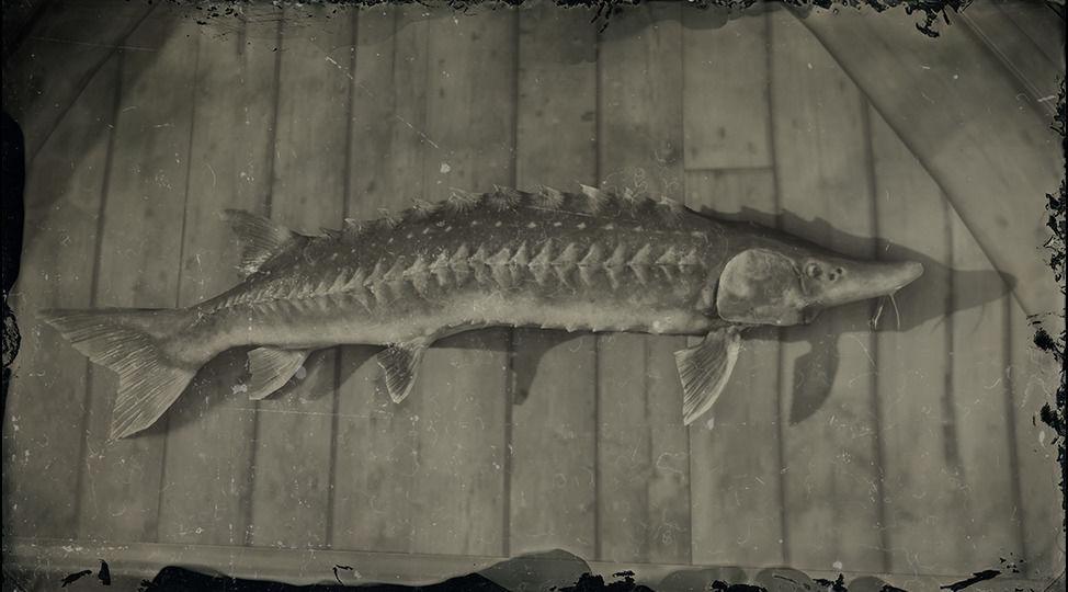 Legendary Lake Sturgeon - RDR2 Animals | Map Location & Where To Find Legendary Lake Sturgeon - RDR2 Animals | Map Location & Where To Find