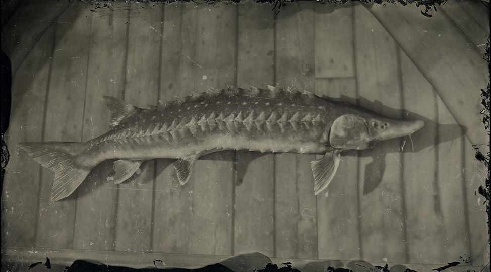 Legendary Lake Sturgeon - RDR2 Animal