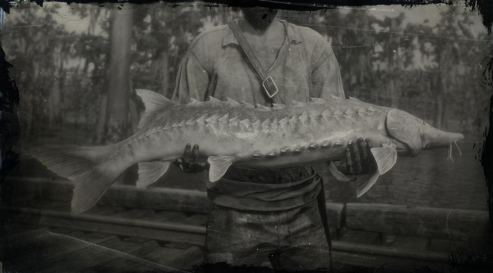 Lake Sturgeon Size Chart