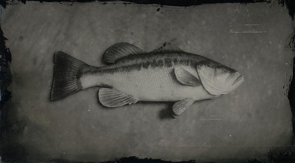 Largemouth Bass - RDR2 Animal Largemouth Bass - RDR2 Animal
